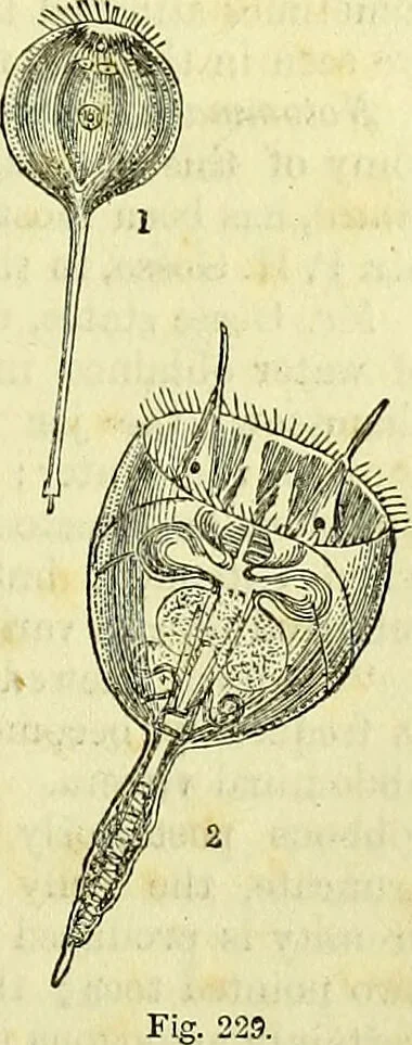 An illustration from The microscope : its history, construction, and application, being a familiar introduction to the use of the instrument, and the study of microscopical science / by Jabez Hogg ; with upwards of five hundred engravings, and coloured illustrations by Tuffen West., 1883, leaf 487