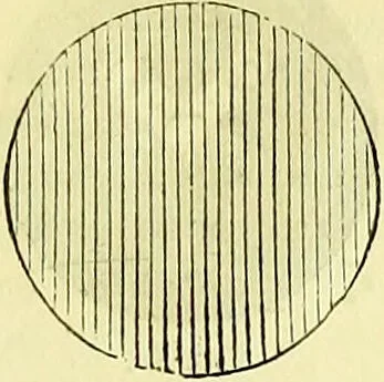 An illustration from The microscope : its history, construction, and application, being a familiar introduction to the use of the instrument, and the study of microscopical science / by Jabez Hogg ; with upwards of five hundred engravings, and coloured illustrations by Tuffen West., 1883, leaf 49
