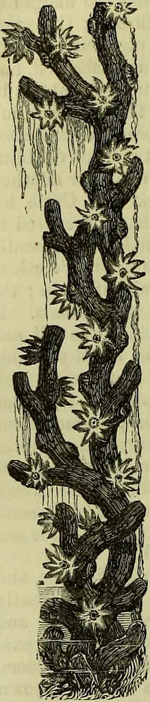 An illustration from The microscope : its history, construction, and application, being a familiar introduction to the use of the instrument, and the study of microscopical science / by Jabez Hogg ; with upwards of five hundred engravings, and coloured illustrations by Tuffen West., 1883, leaf 494