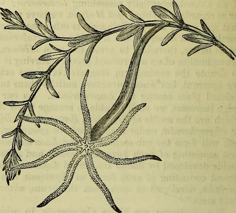 An illustration from The microscope : its history, construction, and application, being a familiar introduction to the use of the instrument, and the study of microscopical science / by Jabez Hogg ; with upwards of five hundred engravings, and coloured illustrations by Tuffen West., 1883, leaf 498