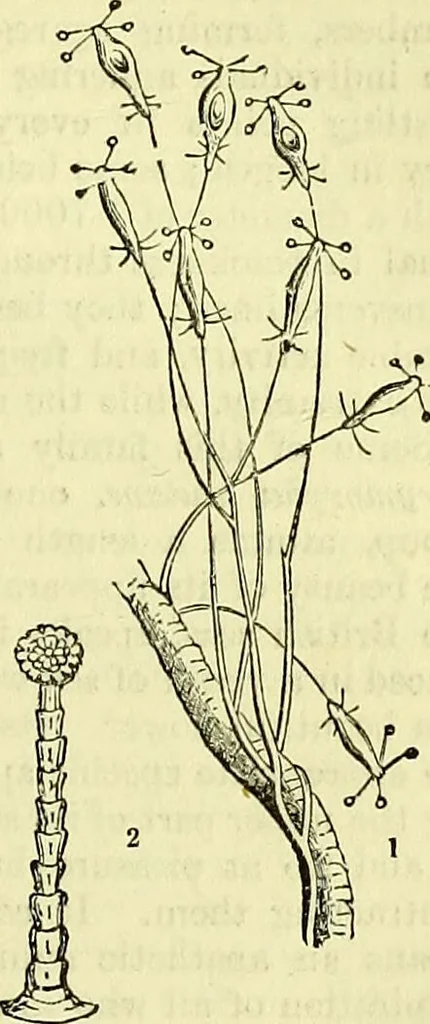 An illustration from The microscope : its history, construction, and application, being a familiar introduction to the use of the instrument, and the study of microscopical science / by Jabez Hogg ; with upwards of five hundred engravings, and coloured illustrations by Tuffen West., 1883, leaf 507