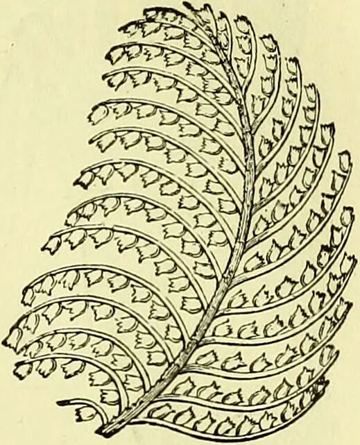 An illustration from The microscope : its history, construction, and application, being a familiar introduction to the use of the instrument, and the study of microscopical science / by Jabez Hogg ; with upwards of five hundred engravings, and coloured illustrations by Tuffen West., 1883, leaf 509