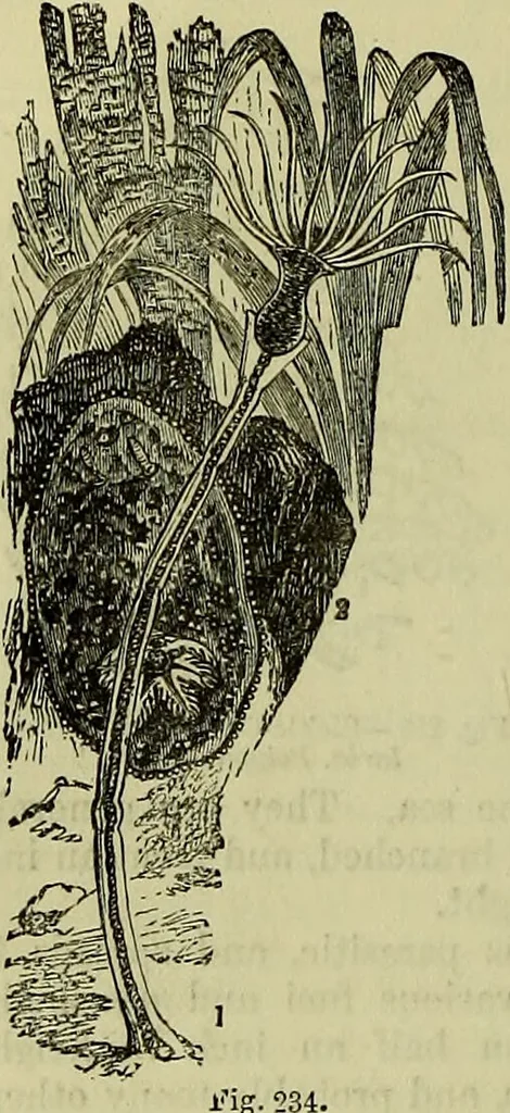 An illustration from The microscope : its history, construction, and application, being a familiar introduction to the use of the instrument, and the study of microscopical science / by Jabez Hogg ; with upwards of five hundred engravings, and coloured illustrations by Tuffen West., 1883, leaf 510