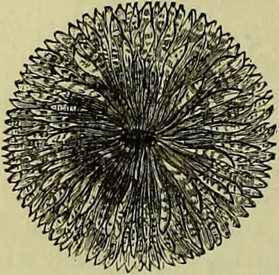 An illustration from The microscope : its history, construction, and application, being a familiar introduction to the use of the instrument, and the study of microscopical science / by Jabez Hogg ; with upwards of five hundred engravings, and coloured illustrations by Tuffen West., 1883, leaf 516