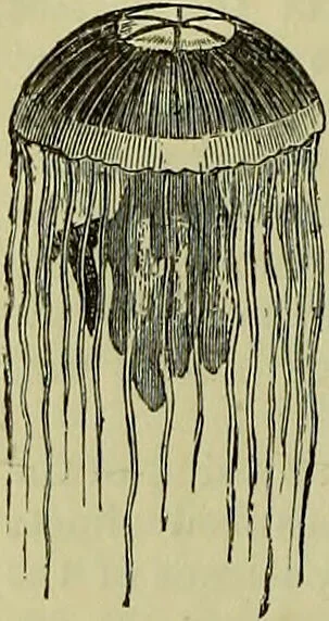 An illustration from The microscope : its history, construction, and application, being a familiar introduction to the use of the instrument, and the study of microscopical science / by Jabez Hogg ; with upwards of five hundred engravings, and coloured illustrations by Tuffen West., 1883, leaf 524