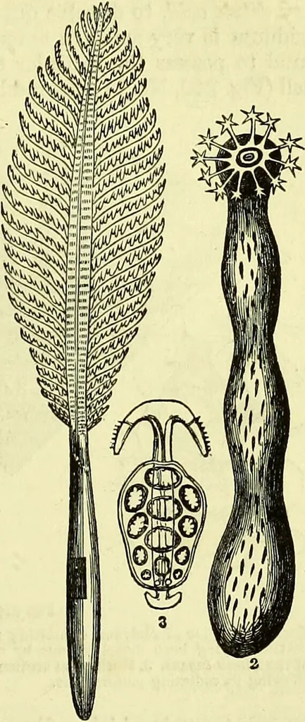 An illustration from The microscope : its history, construction, and application, being a familiar introduction to the use of the instrument, and the study of microscopical science / by Jabez Hogg ; with upwards of five hundred engravings, and coloured illustrations by Tuffen West., 1883, leaf 535