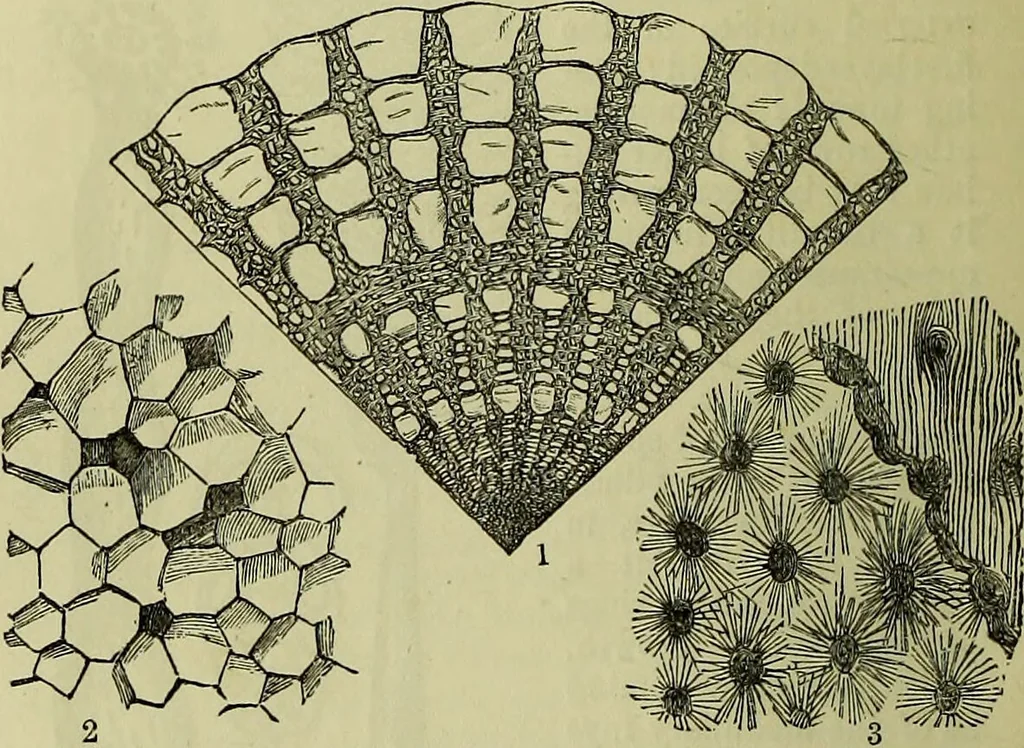 An illustration from The microscope : its history, construction, and application, being a familiar introduction to the use of the instrument, and the study of microscopical science / by Jabez Hogg ; with upwards of five hundred engravings, and coloured illustrations by Tuffen West., 1883, leaf 536