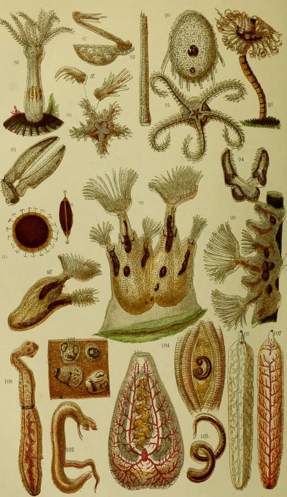 An illustration from The microscope : its history, construction, and application, being a familiar introduction to the use of the instrument, and the study of microscopical science / by Jabez Hogg ; with upwards of five hundred engravings, and coloured illustrations by Tuffen West., 1883, leaf 544