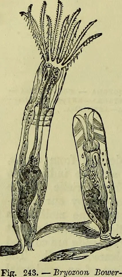 An illustration from The microscope : its history, construction, and application, being a familiar introduction to the use of the instrument, and the study of microscopical science / by Jabez Hogg ; with upwards of five hundred engravings, and coloured illustrations by Tuffen West., 1883, leaf 546