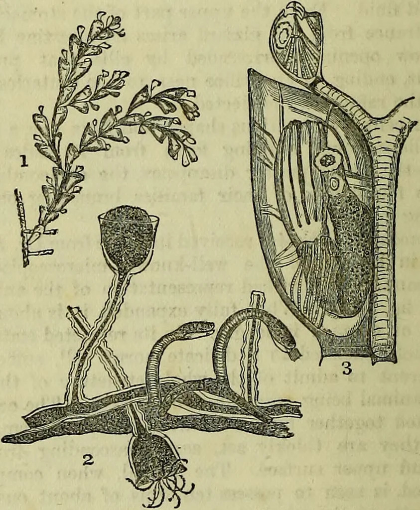 An illustration from The microscope : its history, construction, and application, being a familiar introduction to the use of the instrument, and the study of microscopical science / by Jabez Hogg ; with upwards of five hundred engravings, and coloured illustrations by Tuffen West., 1883, leaf 548