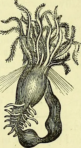 An illustration from The microscope : its history, construction, and application, being a familiar introduction to the use of the instrument, and the study of microscopical science / by Jabez Hogg ; with upwards of five hundred engravings, and coloured illustrations by Tuffen West., 1883, leaf 555
