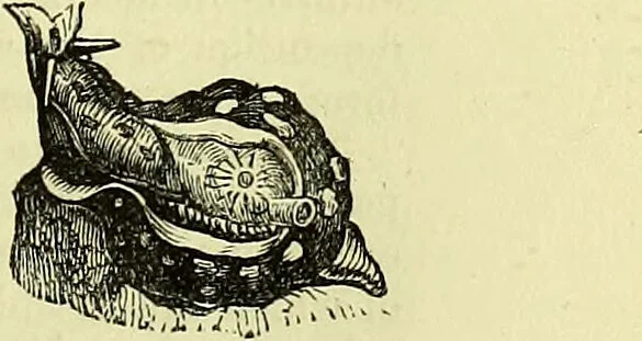 An illustration from The microscope : its history, construction, and application, being a familiar introduction to the use of the instrument, and the study of microscopical science / by Jabez Hogg ; with upwards of five hundred engravings, and coloured illustrations by Tuffen West., 1883, leaf 563
