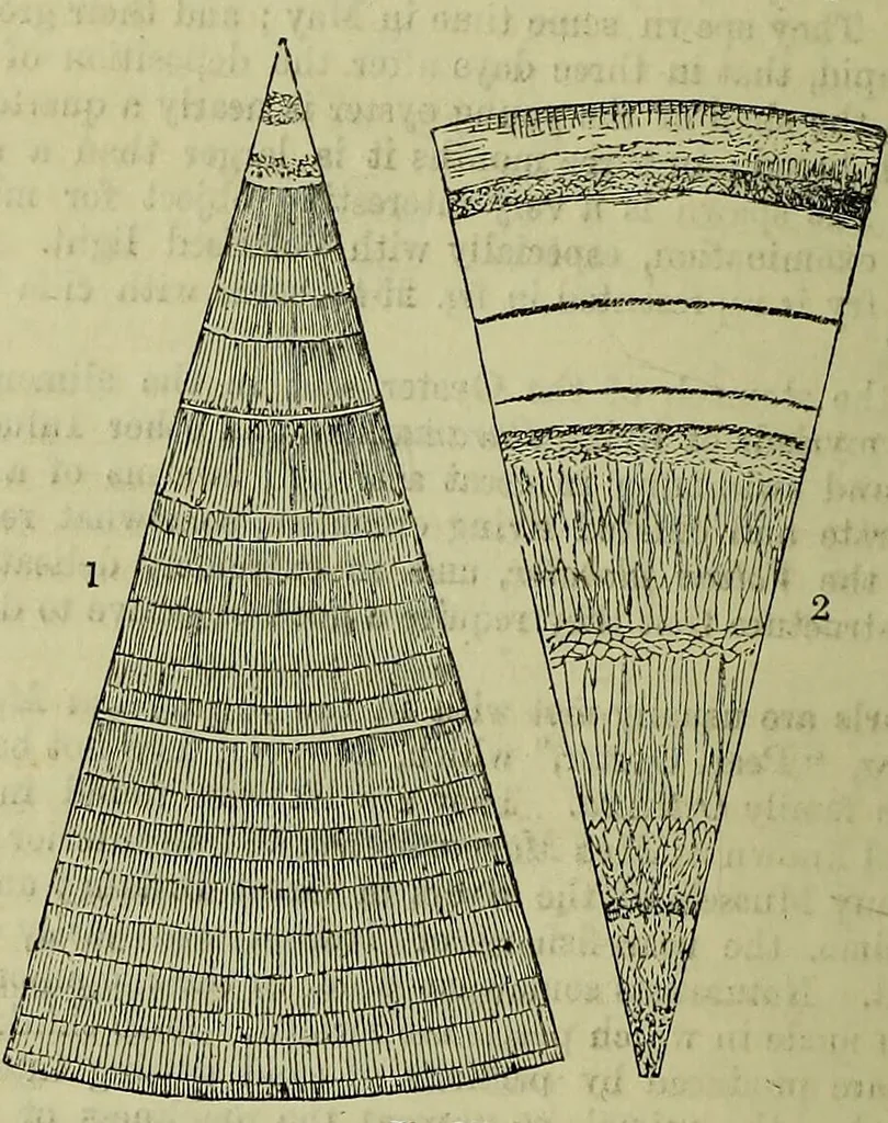 An illustration from The microscope : its history, construction, and application, being a familiar introduction to the use of the instrument, and the study of microscopical science / by Jabez Hogg ; with upwards of five hundred engravings, and coloured illustrations by Tuffen West., 1883, leaf 568