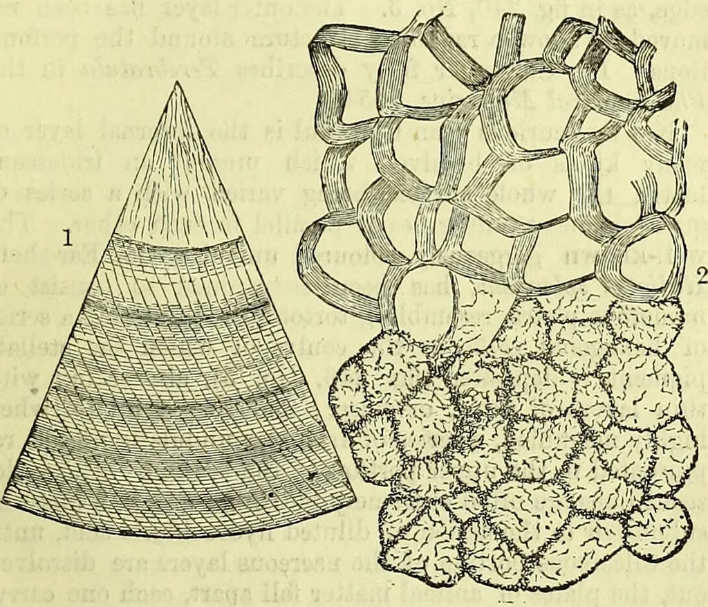 An illustration from The microscope : its history, construction, and application, being a familiar introduction to the use of the instrument, and the study of microscopical science / by Jabez Hogg ; with upwards of five hundred engravings, and coloured illustrations by Tuffen West., 1883, leaf 569