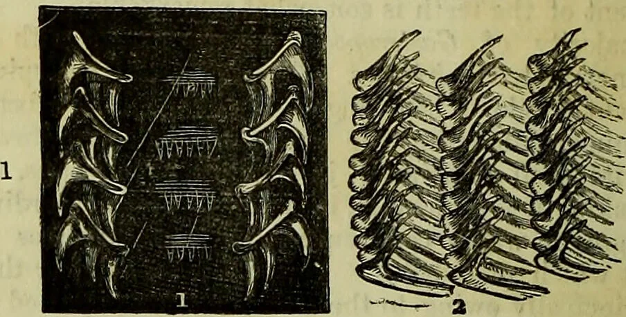 An illustration from The microscope : its history, construction, and application, being a familiar introduction to the use of the instrument, and the study of microscopical science / by Jabez Hogg ; with upwards of five hundred engravings, and coloured illustrations by Tuffen West., 1883, leaf 572