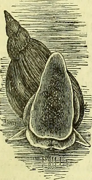 An illustration from The microscope : its history, construction, and application, being a familiar introduction to the use of the instrument, and the study of microscopical science / by Jabez Hogg ; with upwards of five hundred engravings, and coloured illustrations by Tuffen West., 1883, leaf 583
