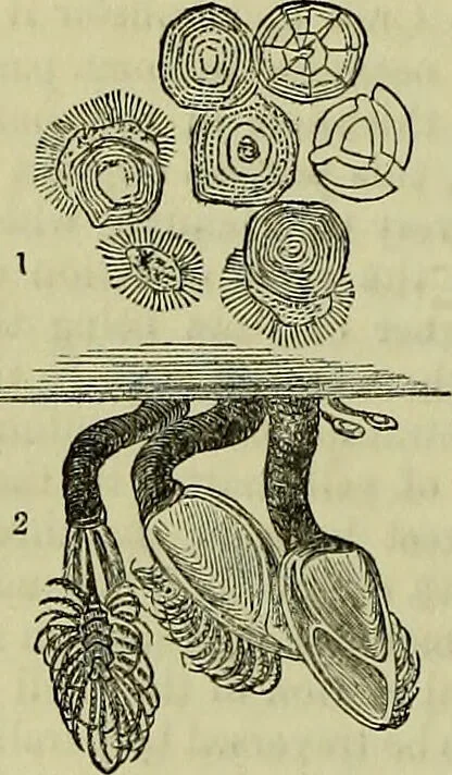 An illustration from The microscope : its history, construction, and application, being a familiar introduction to the use of the instrument, and the study of microscopical science / by Jabez Hogg ; with upwards of five hundred engravings, and coloured illustrations by Tuffen West., 1883, leaf 592
