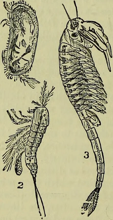 An illustration from The microscope : its history, construction, and application, being a familiar introduction to the use of the instrument, and the study of microscopical science / by Jabez Hogg ; with upwards of five hundred engravings, and coloured illustrations by Tuffen West., 1883, leaf 594