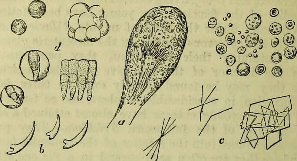 An illustration from The microscope : its history, construction, and application, being a familiar introduction to the use of the instrument, and the study of microscopical science / by Jabez Hogg ; with upwards of five hundred engravings, and coloured illustrations by Tuffen West., 1883, leaf 608