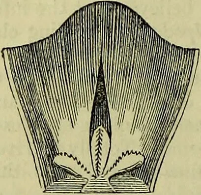 An illustration from The microscope : its history, construction, and application, being a familiar introduction to the use of the instrument, and the study of microscopical science / by Jabez Hogg ; with upwards of five hundred engravings, and coloured illustrations by Tuffen West., 1883, leaf 612