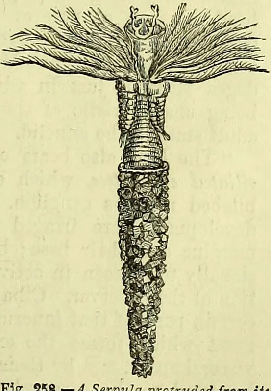 An illustration from The microscope : its history, construction, and application, being a familiar introduction to the use of the instrument, and the study of microscopical science / by Jabez Hogg ; with upwards of five hundred engravings, and coloured illustrations by Tuffen West., 1883, leaf 613