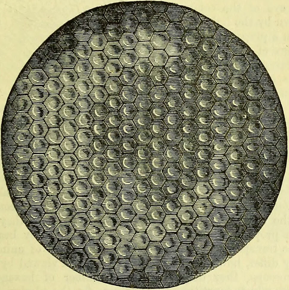 An illustration from The microscope : its history, construction, and application, being a familiar introduction to the use of the instrument, and the study of microscopical science / by Jabez Hogg ; with upwards of five hundred engravings, and coloured illustrations by Tuffen West., 1883, leaf 623