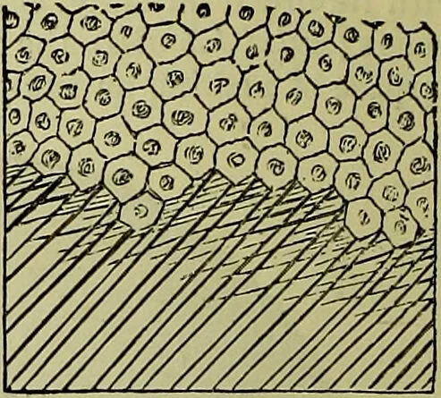 An illustration from The microscope : its history, construction, and application, being a familiar introduction to the use of the instrument, and the study of microscopical science / by Jabez Hogg ; with upwards of five hundred engravings, and coloured illustrations by Tuffen West., 1883, leaf 624