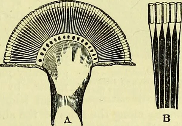 An illustration from The microscope : its history, construction, and application, being a familiar introduction to the use of the instrument, and the study of microscopical science / by Jabez Hogg ; with upwards of five hundred engravings, and coloured illustrations by Tuffen West., 1883, leaf 625