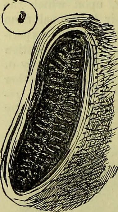 An illustration from The microscope : its history, construction, and application, being a familiar introduction to the use of the instrument, and the study of microscopical science / by Jabez Hogg ; with upwards of five hundred engravings, and coloured illustrations by Tuffen West., 1883, leaf 626