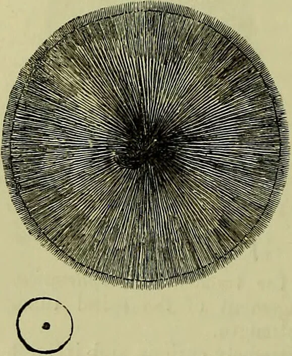 An illustration from The microscope : its history, construction, and application, being a familiar introduction to the use of the instrument, and the study of microscopical science / by Jabez Hogg ; with upwards of five hundred engravings, and coloured illustrations by Tuffen West., 1883, leaf 628