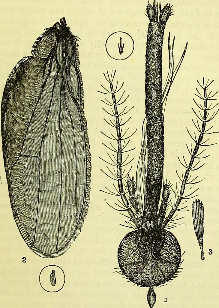An illustration from The microscope : its history, construction, and application, being a familiar introduction to the use of the instrument, and the study of microscopical science / by Jabez Hogg ; with upwards of five hundred engravings, and coloured illustrations by Tuffen West., 1883, leaf 639
