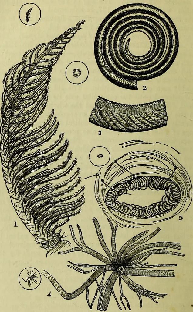 An illustration from The microscope : its history, construction, and application, being a familiar introduction to the use of the instrument, and the study of microscopical science / by Jabez Hogg ; with upwards of five hundred engravings, and coloured illustrations by Tuffen West., 1883, leaf 648