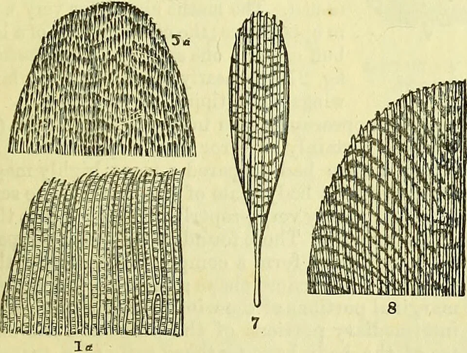 An illustration from The microscope : its history, construction, and application, being a familiar introduction to the use of the instrument, and the study of microscopical science / by Jabez Hogg ; with upwards of five hundred engravings, and coloured illustrations by Tuffen West., 1883, leaf 651