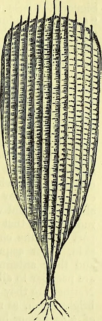 An illustration from The microscope : its history, construction, and application, being a familiar introduction to the use of the instrument, and the study of microscopical science / by Jabez Hogg ; with upwards of five hundred engravings, and coloured illustrations by Tuffen West., 1883, leaf 653