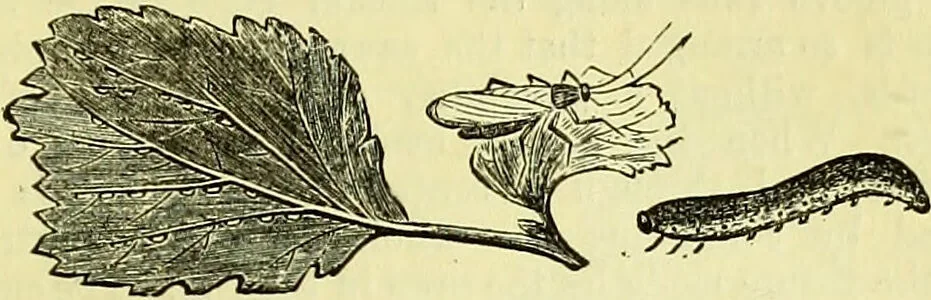 An illustration from The microscope : its history, construction, and application, being a familiar introduction to the use of the instrument, and the study of microscopical science / by Jabez Hogg ; with upwards of five hundred engravings, and coloured illustrations by Tuffen West., 1883, leaf 657