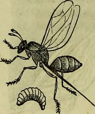 An illustration from The microscope : its history, construction, and application, being a familiar introduction to the use of the instrument, and the study of microscopical science / by Jabez Hogg ; with upwards of five hundred engravings, and coloured illustrations by Tuffen West., 1883, leaf 658