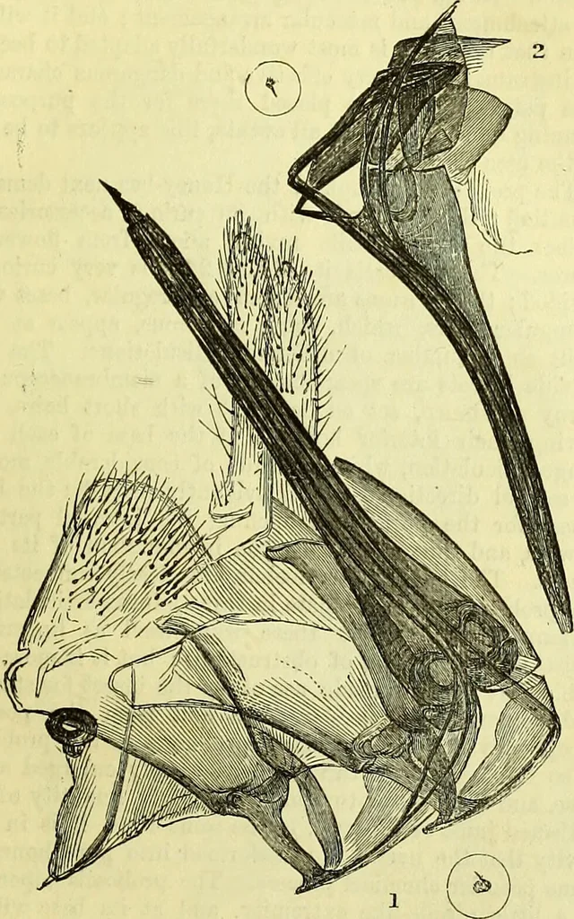 An illustration from The microscope : its history, construction, and application, being a familiar introduction to the use of the instrument, and the study of microscopical science / by Jabez Hogg ; with upwards of five hundred engravings, and coloured illustrations by Tuffen West., 1883, leaf 659