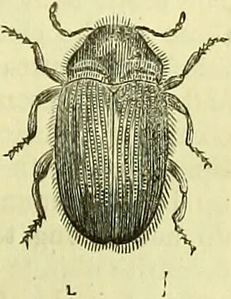 An illustration from The microscope : its history, construction, and application, being a familiar introduction to the use of the instrument, and the study of microscopical science / by Jabez Hogg ; with upwards of five hundred engravings, and coloured illustrations by Tuffen West., 1883, leaf 663