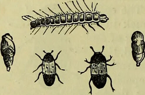 An illustration from The microscope : its history, construction, and application, being a familiar introduction to the use of the instrument, and the study of microscopical science / by Jabez Hogg ; with upwards of five hundred engravings, and coloured illustrations by Tuffen West., 1883, leaf 664