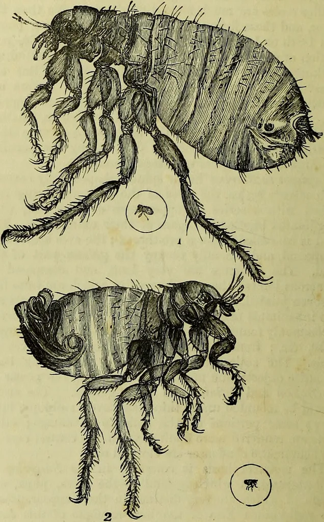 An illustration from The microscope : its history, construction, and application, being a familiar introduction to the use of the instrument, and the study of microscopical science / by Jabez Hogg ; with upwards of five hundred engravings, and coloured illustrations by Tuffen West., 1883, leaf 670