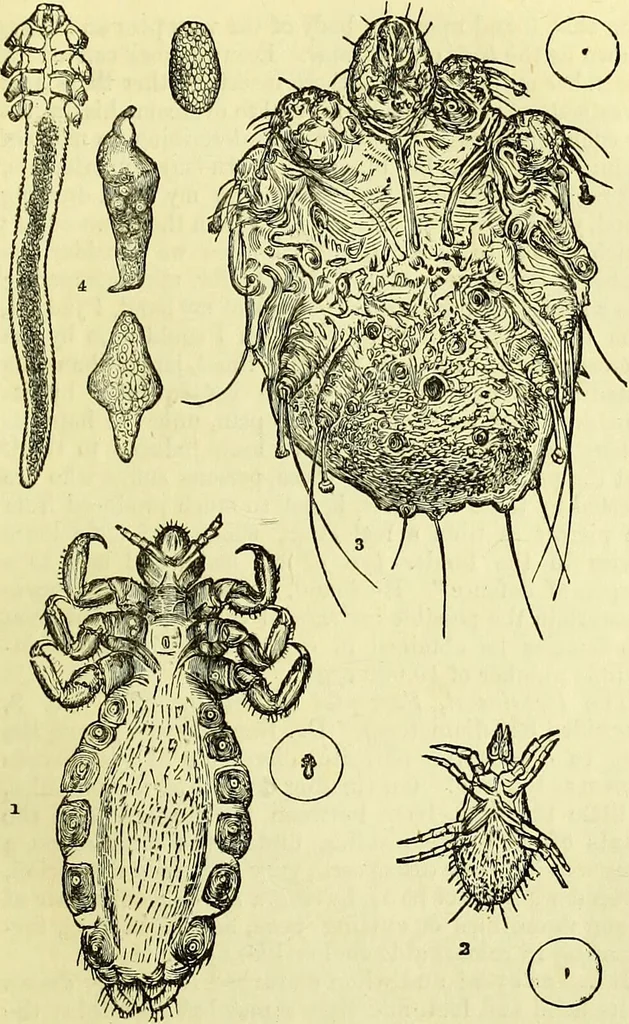 An illustration from The microscope : its history, construction, and application, being a familiar introduction to the use of the instrument, and the study of microscopical science / by Jabez Hogg ; with upwards of five hundred engravings, and coloured illustrations by Tuffen West., 1883, leaf 673