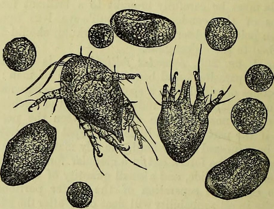 An illustration from The microscope : its history, construction, and application, being a familiar introduction to the use of the instrument, and the study of microscopical science / by Jabez Hogg ; with upwards of five hundred engravings, and coloured illustrations by Tuffen West., 1883, leaf 676