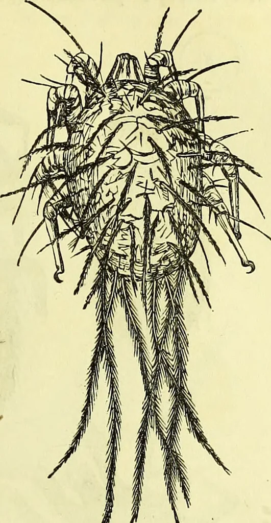 An illustration from The microscope : its history, construction, and application, being a familiar introduction to the use of the instrument, and the study of microscopical science / by Jabez Hogg ; with upwards of five hundred engravings, and coloured illustrations by Tuffen West., 1883, leaf 677