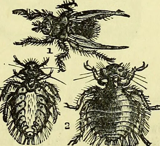 An illustration from The microscope : its history, construction, and application, being a familiar introduction to the use of the instrument, and the study of microscopical science / by Jabez Hogg ; with upwards of five hundred engravings, and coloured illustrations by Tuffen West., 1883, leaf 677