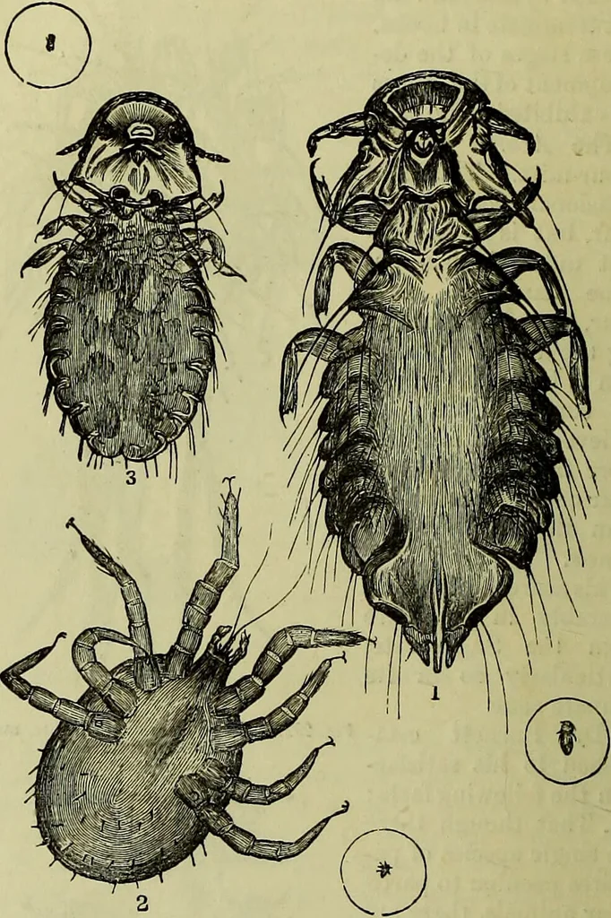 An illustration from The microscope : its history, construction, and application, being a familiar introduction to the use of the instrument, and the study of microscopical science / by Jabez Hogg ; with upwards of five hundred engravings, and coloured illustrations by Tuffen West., 1883, leaf 678