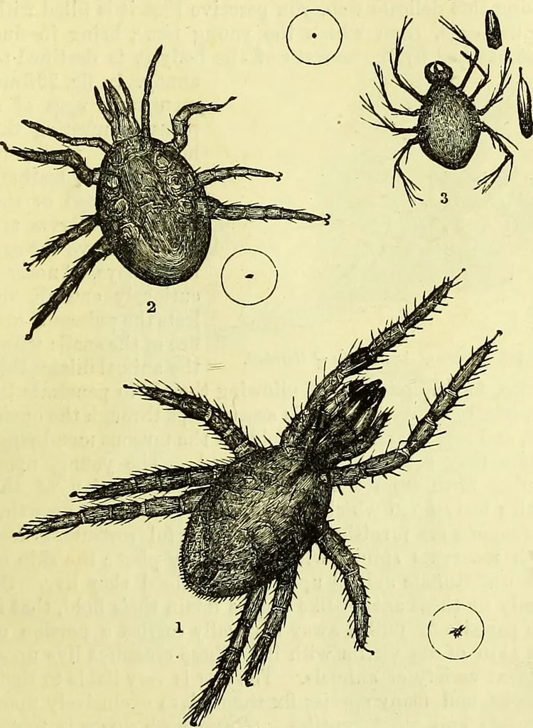An illustration from The microscope : its history, construction, and application, being a familiar introduction to the use of the instrument, and the study of microscopical science / by Jabez Hogg ; with upwards of five hundred engravings, and coloured illustrations by Tuffen West., 1883, leaf 679