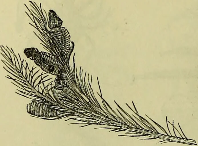 An illustration from The microscope : its history, construction, and application, being a familiar introduction to the use of the instrument, and the study of microscopical science / by Jabez Hogg ; with upwards of five hundred engravings, and coloured illustrations by Tuffen West., 1883, leaf 680