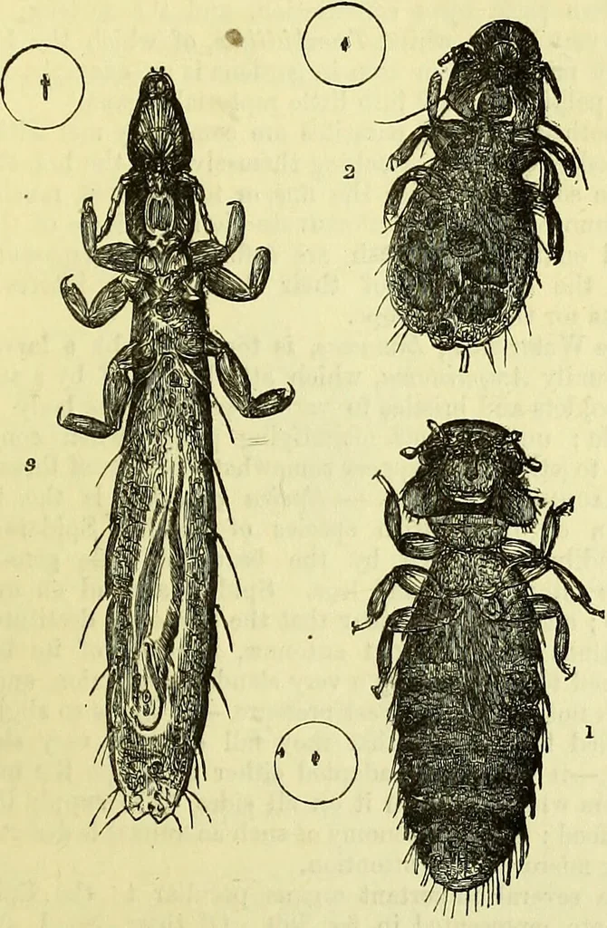 An illustration from The microscope : its history, construction, and application, being a familiar introduction to the use of the instrument, and the study of microscopical science / by Jabez Hogg ; with upwards of five hundred engravings, and coloured illustrations by Tuffen West., 1883, leaf 681