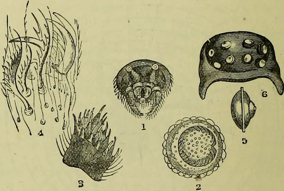 An illustration from The microscope : its history, construction, and application, being a familiar introduction to the use of the instrument, and the study of microscopical science / by Jabez Hogg ; with upwards of five hundred engravings, and coloured illustrations by Tuffen West., 1883, leaf 684