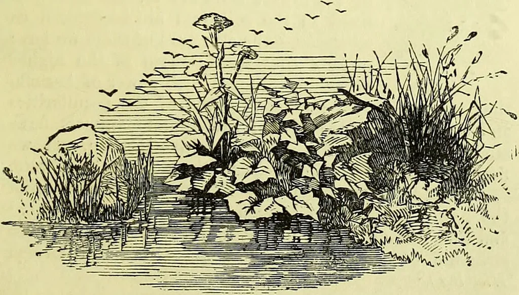 An illustration from The microscope : its history, construction, and application, being a familiar introduction to the use of the instrument, and the study of microscopical science / by Jabez Hogg ; with upwards of five hundred engravings, and coloured illustrations by Tuffen West., 1883, leaf 691